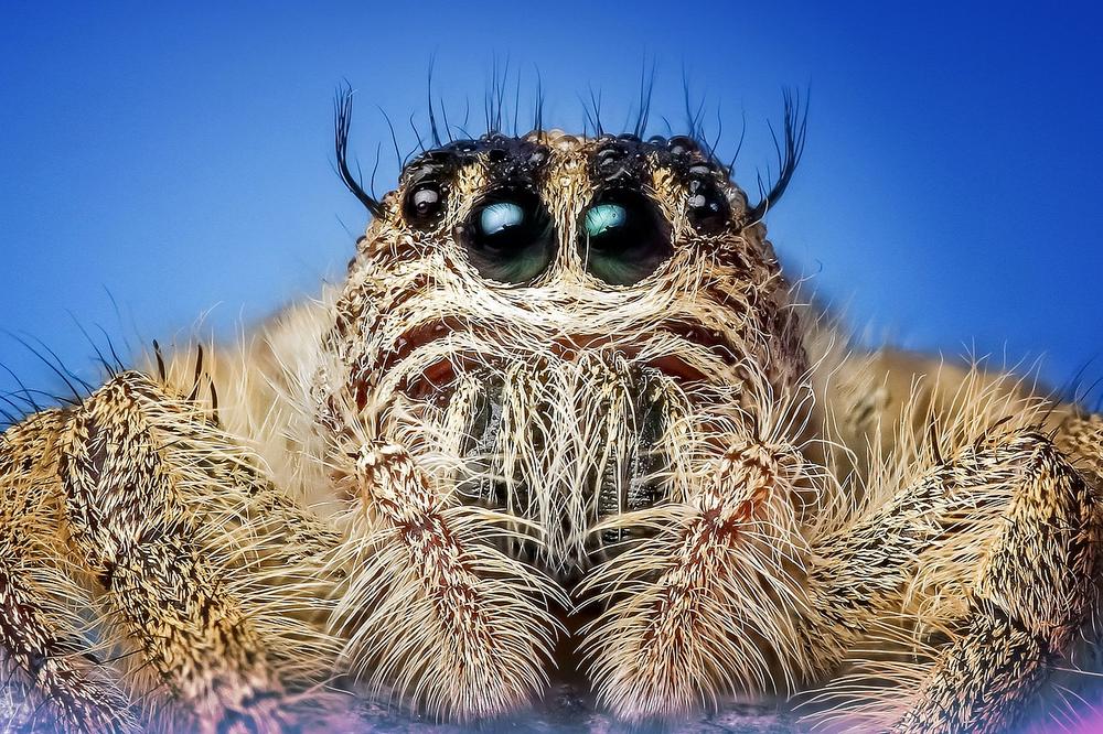 Exploring the Meanings of Dreams Involving Jumping Spiders