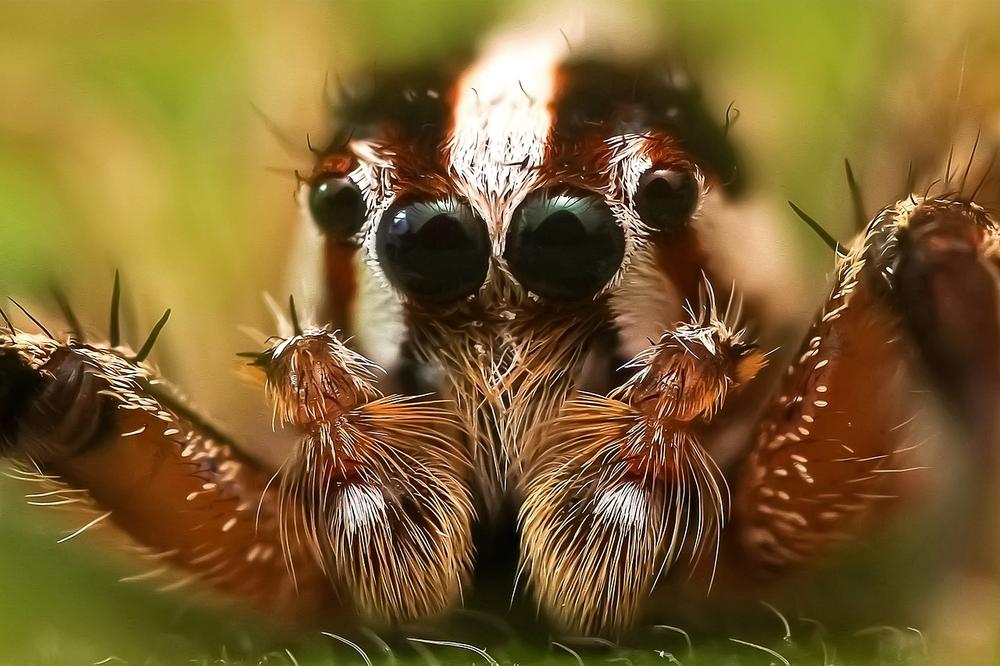 Cracking the Code: Interpreting Dreams About Jumping Spiders