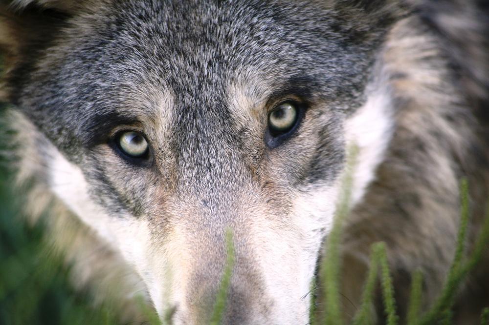 Exploring the Hidden Meanings and Symbolism of Wolf Dreams