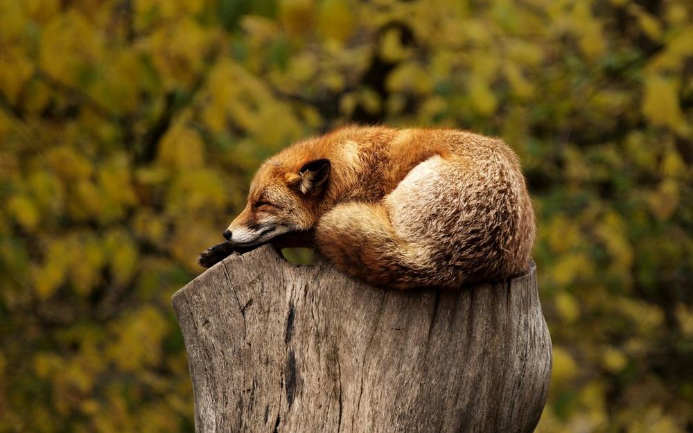 Foxes as Tricksters in Dreams