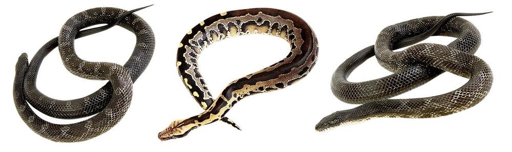 Symbolic Meanings of Snakes in Water as Agents of Renewal, Transformation, and Healing