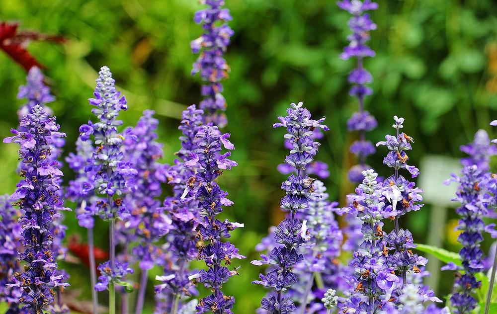 The Powerful Effects and Spiritual Significance of Burning Sage