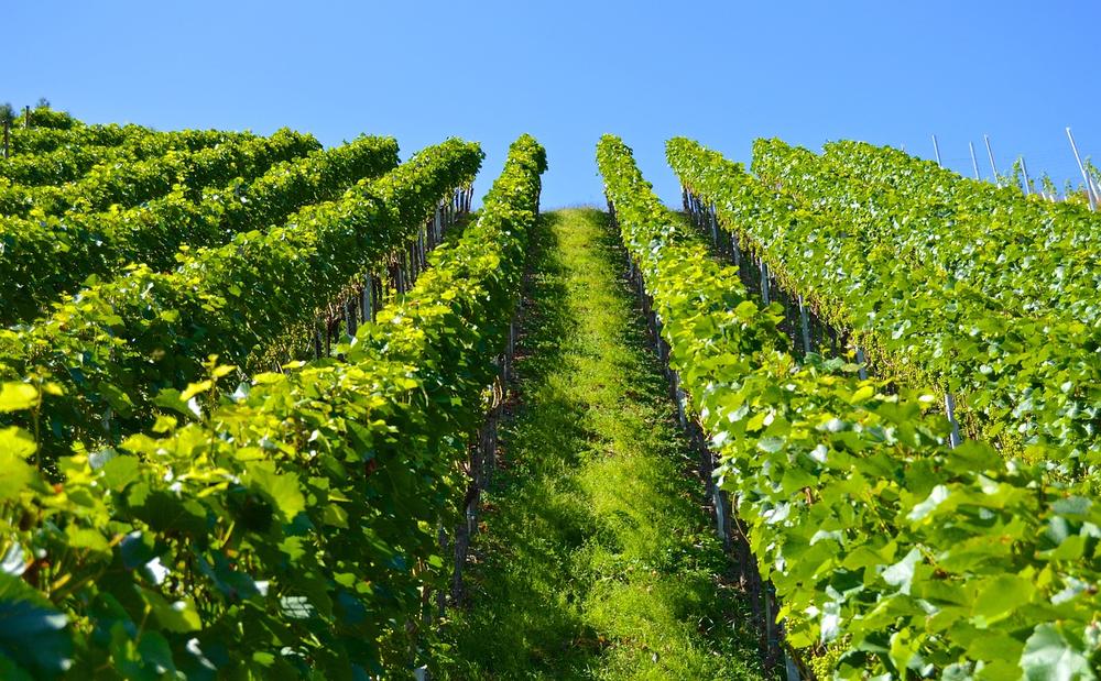 The Significance of Vineyards in Your Dream
