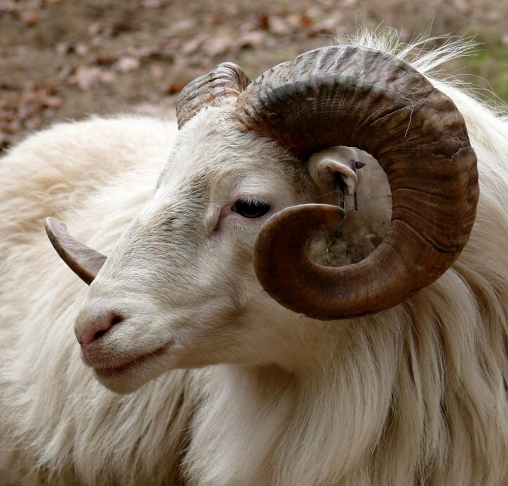 Interpretation of a Dream About a Ram at Home