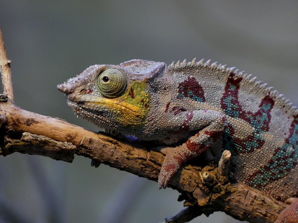 The Symbolism of Chameleons in Dreams