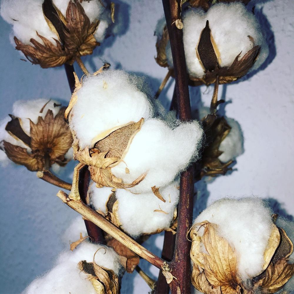 Symbolism of Cotton in Dreams
