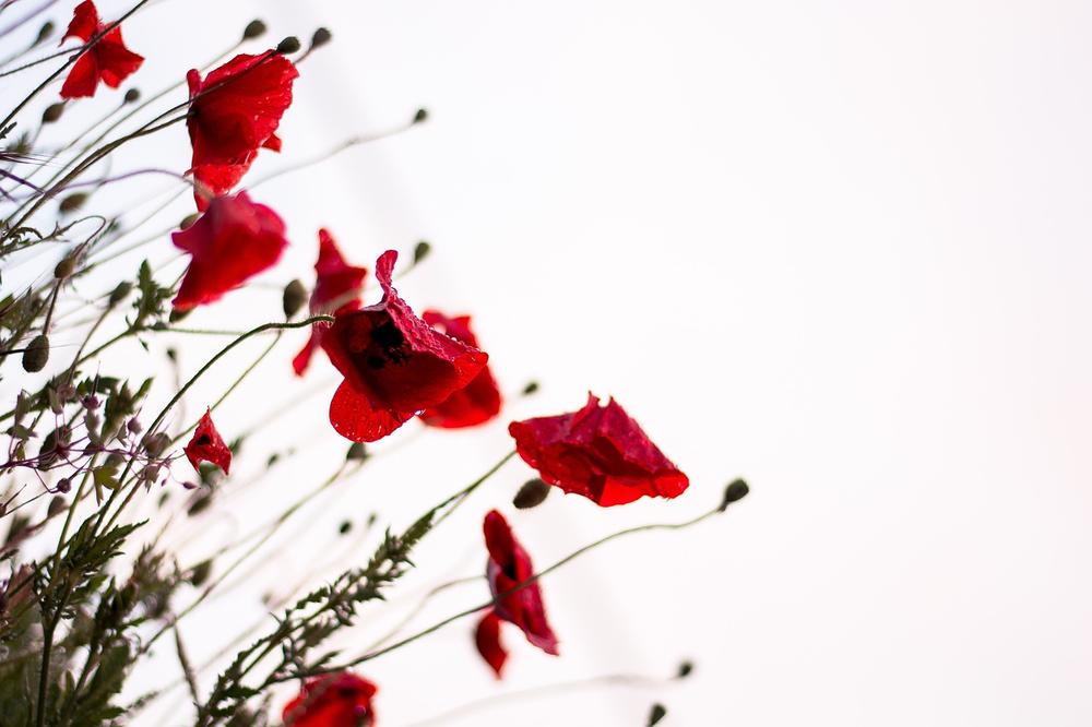 Dreaming of a Field of Poppies