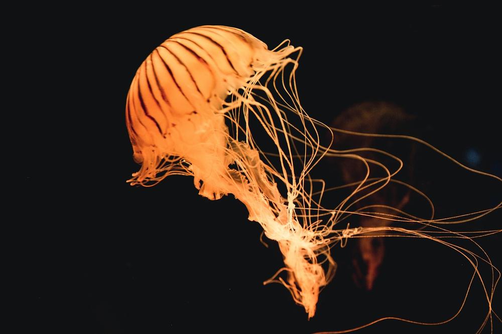 Understanding the Dream Symbolism of Jellyfish
