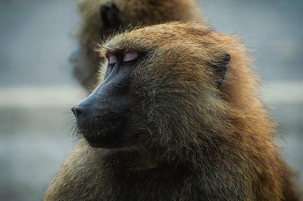 Decoding the Message Behind Dreaming About Baboons