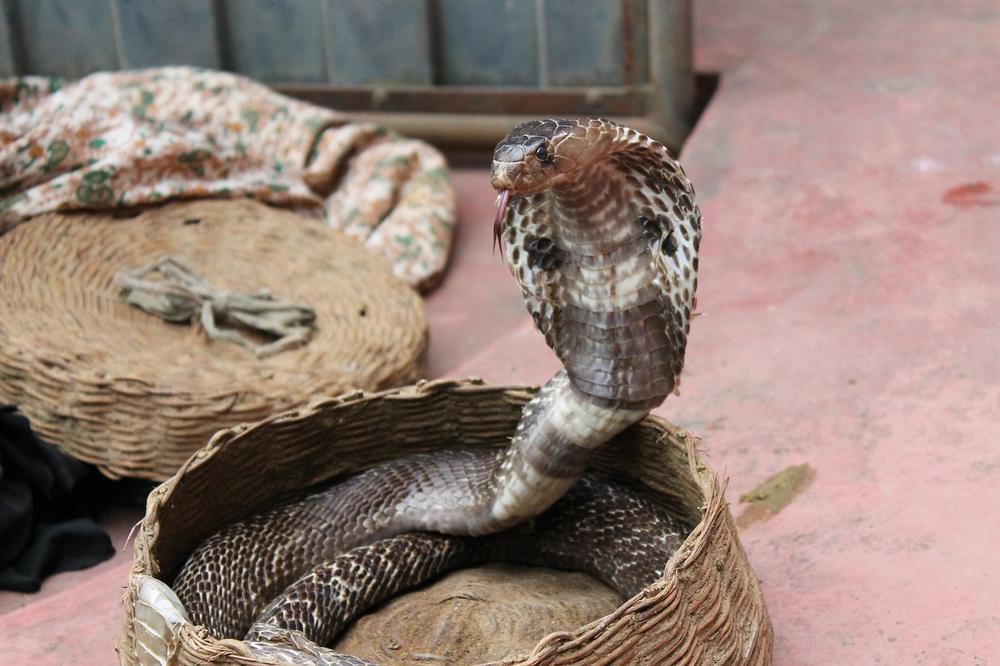 Understanding and Harnessing the Power of Snake Nightmares