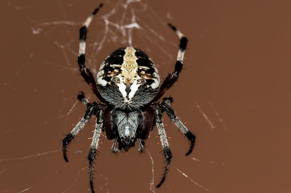 Understanding the Symbolism of a Spider Bite Dream