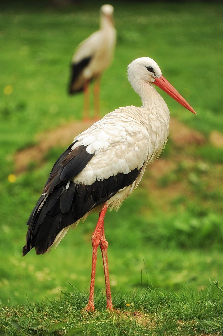 What Does a Stork Mean in Your Dream?