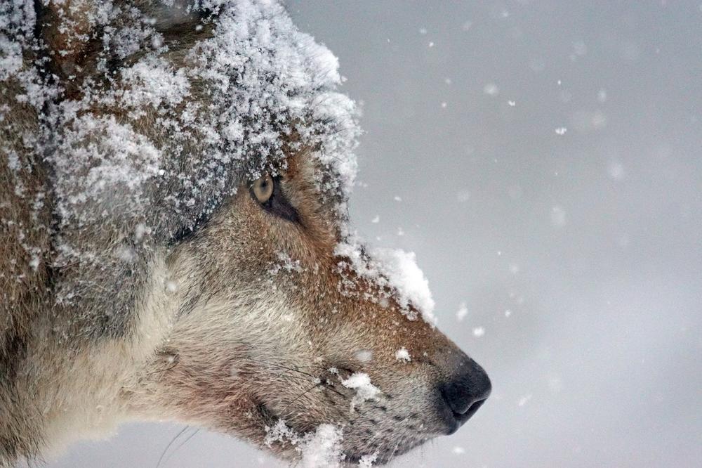 Exploring the Significance of Wolf Dreams