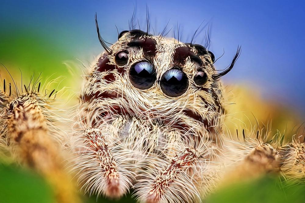 The Symbolism Behind Jumping Spiders in Dreams
