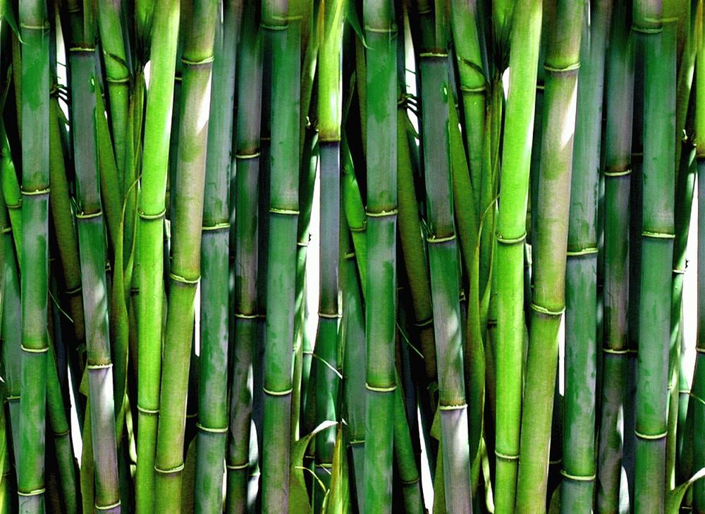 Symbolic Meaning of Bamboo and Cane in a Dream