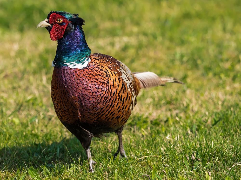 Pheasant Symbolic Meaning and Messages