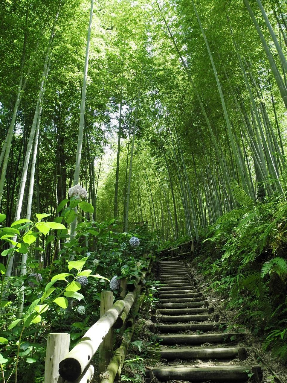 Dreaming of Navigating a Bamboo Wilderness