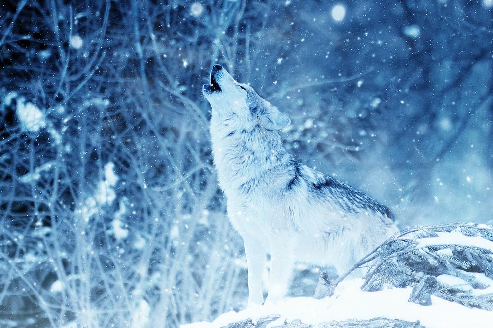 Decoding the Meaning of Wolf Dreams