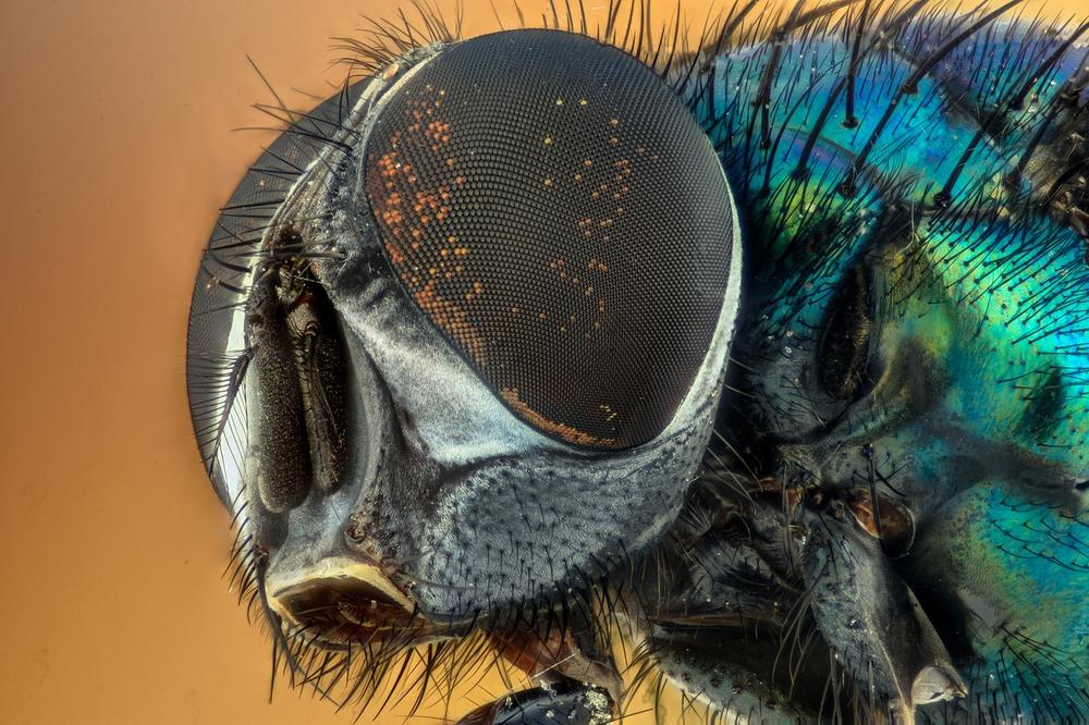 Understanding the Symbolism of Flies in Dreams