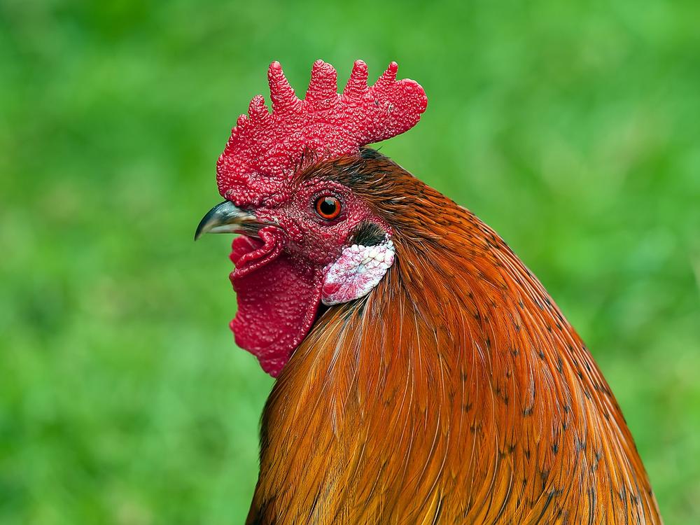 Examining the Personal Connection to Roosters in Dreams