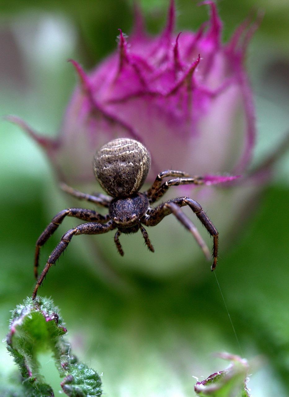 Black Spider: Symbol of Creativity