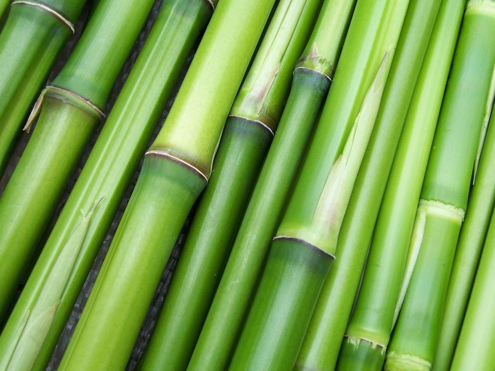 What Does a Bamboo Mean in Your Dream?
