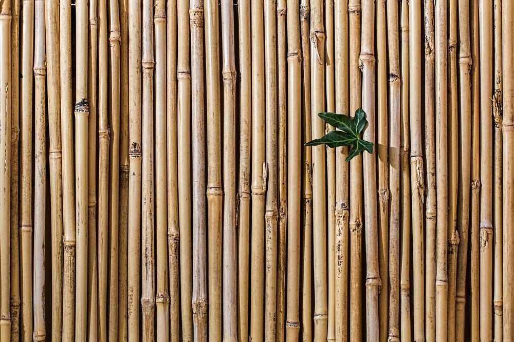 Symbolic Meaning of Planting Bamboo Canes