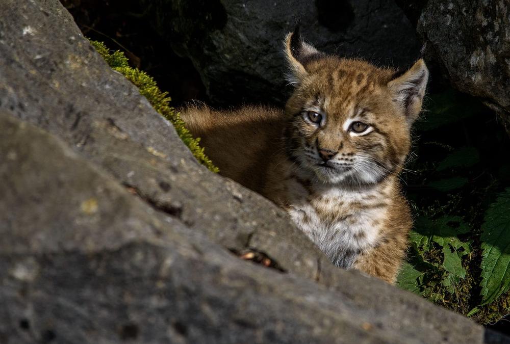 The Spiritual and Symbolic Significance of Lynx Dreams