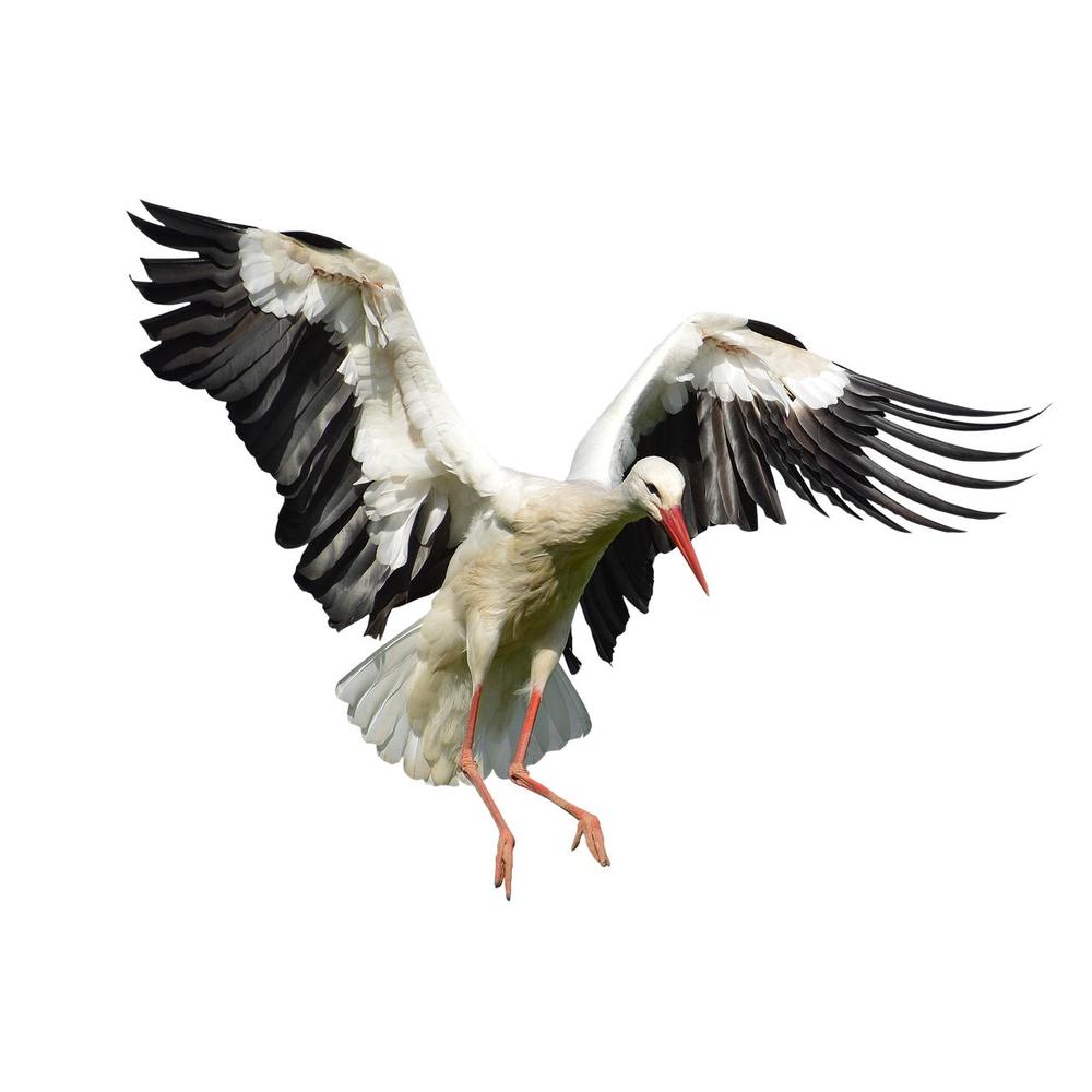 Dream of a White Stork