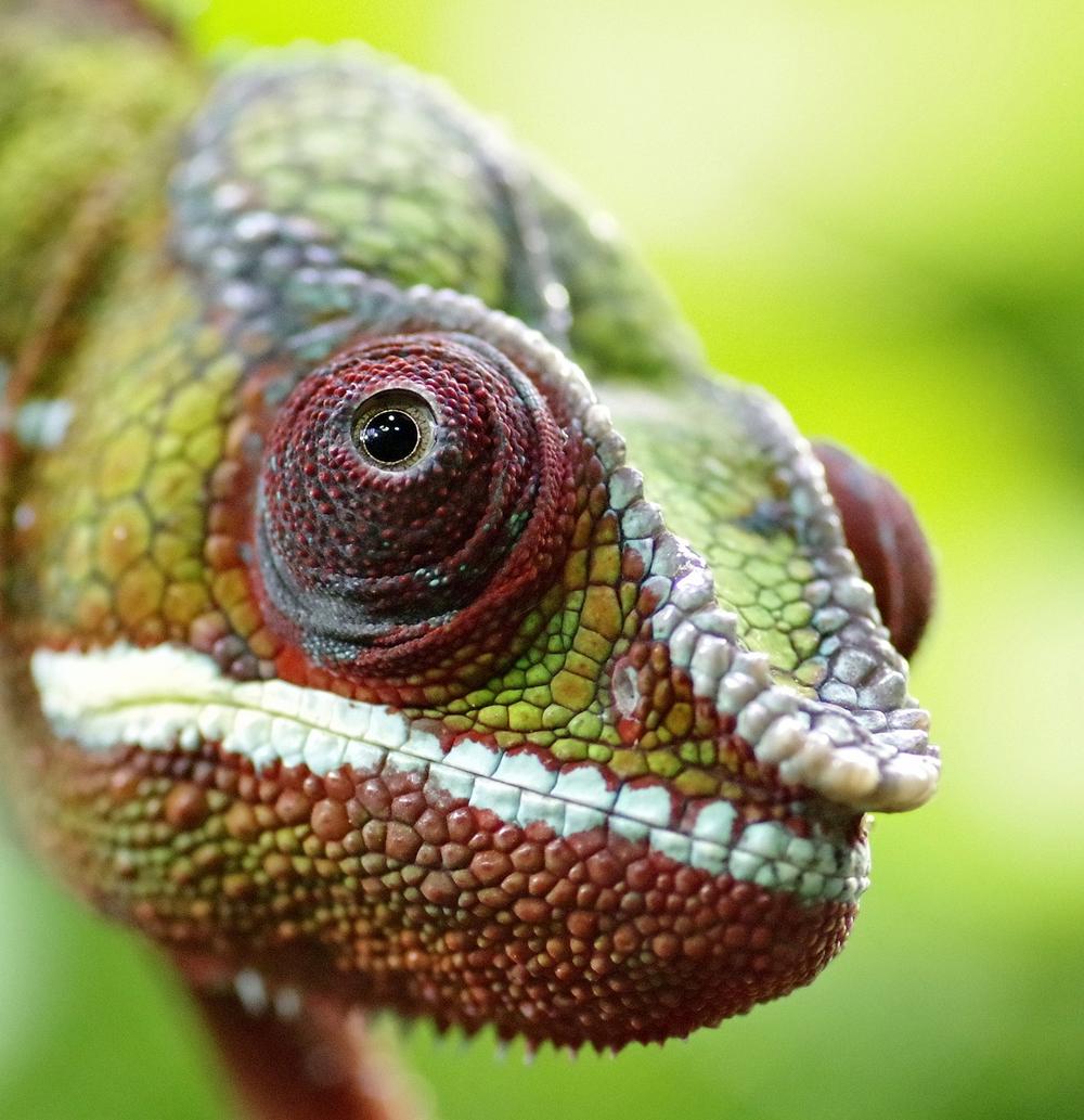 Exploring the Multifaceted Meanings of Chameleon Dreams