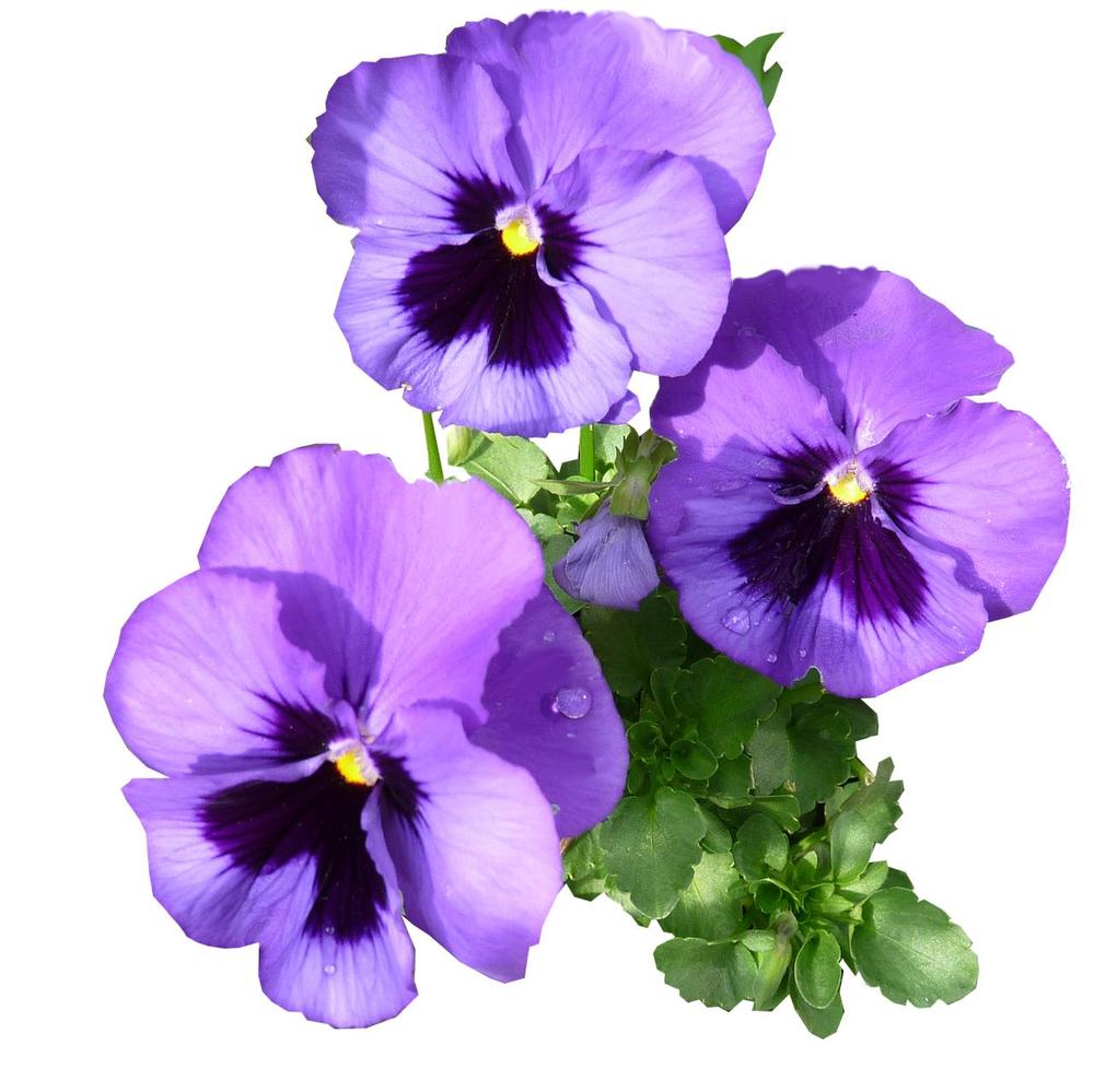 What Does a Pansy Mean in Your Dream?