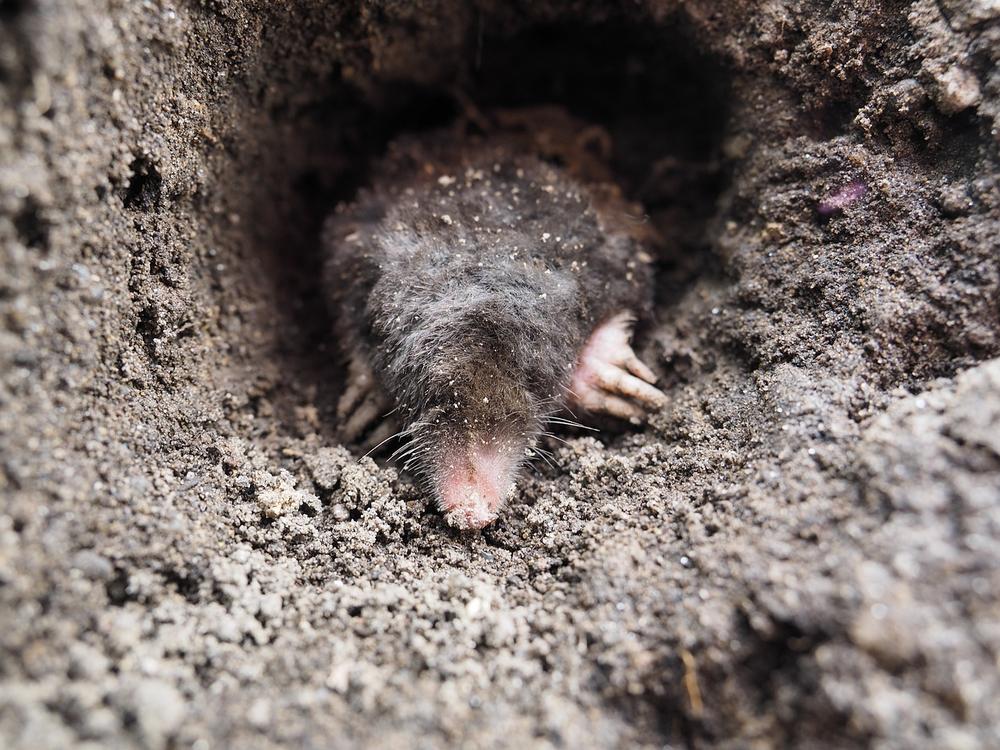 What Does It Mean to Dream of Moles on Body?