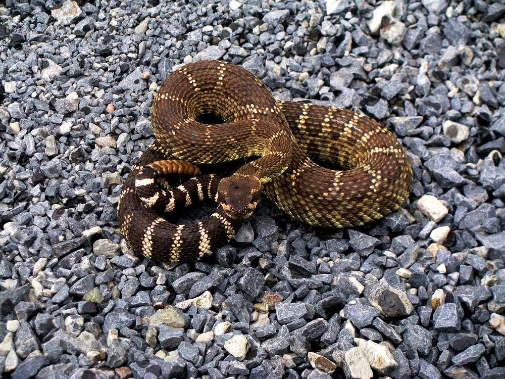 Common Symbolism Associated with Venomous Snakes in Dreams