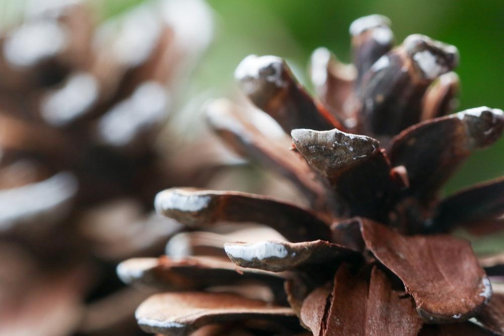 13 Dream Interpretation About Pine and Cone Related