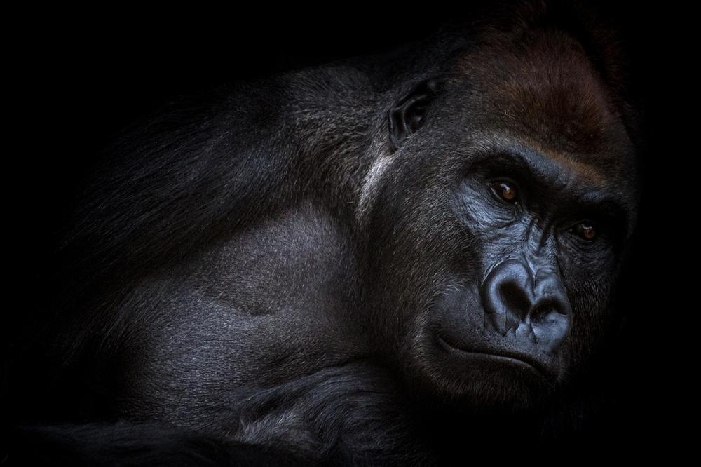 What Does a Gorilla Mean in Your Dream?