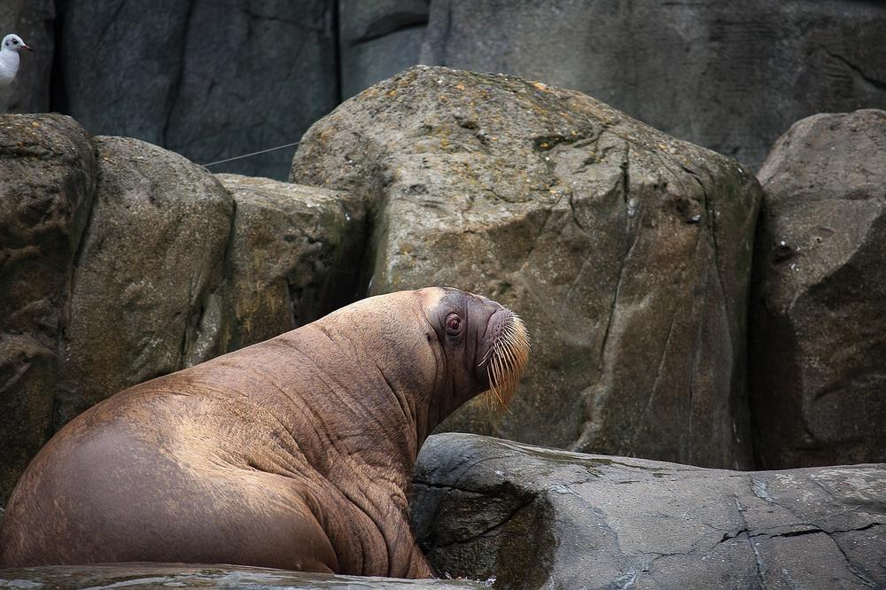 Unlocking the Symbolic Depths of Dreaming With a Walrus