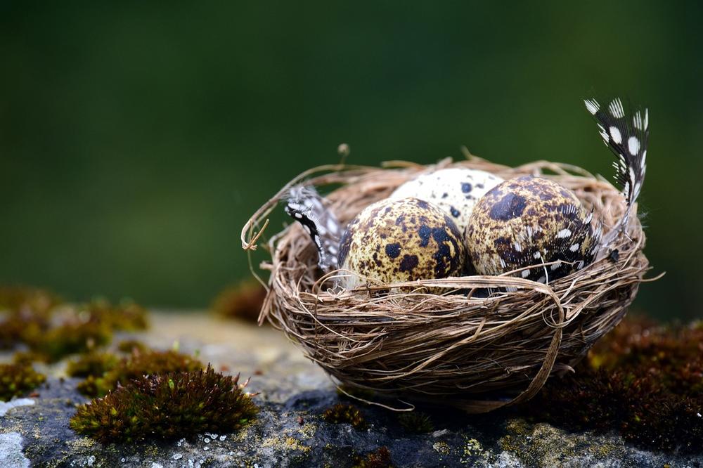 Nest Dreams: Symbolic Interpretation