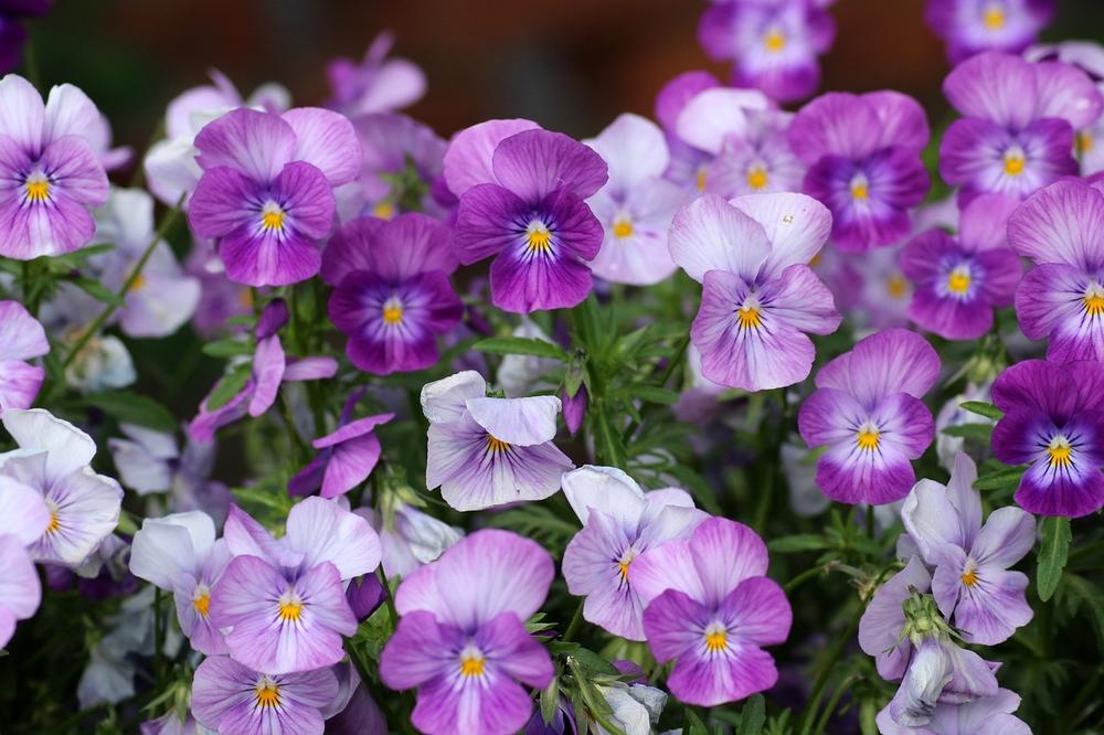 Symbolism and Cultural Significance of Pansies