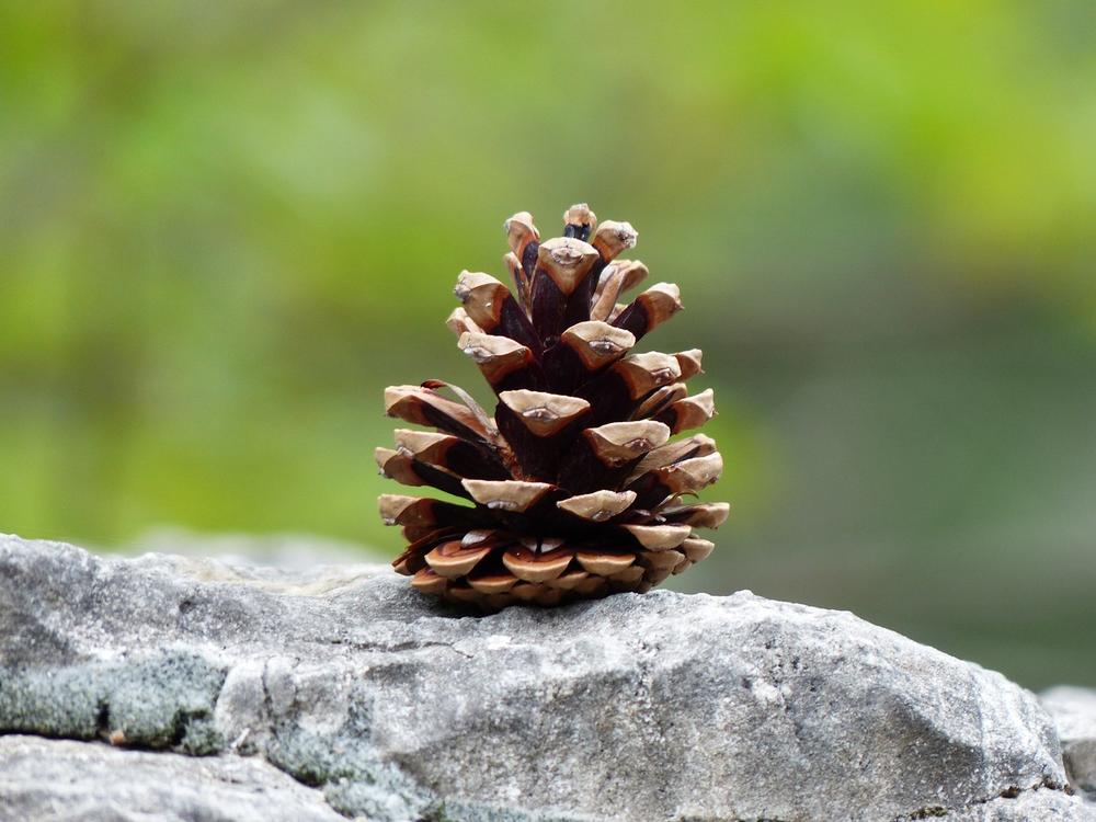 Symbolic Significance of Pinecones