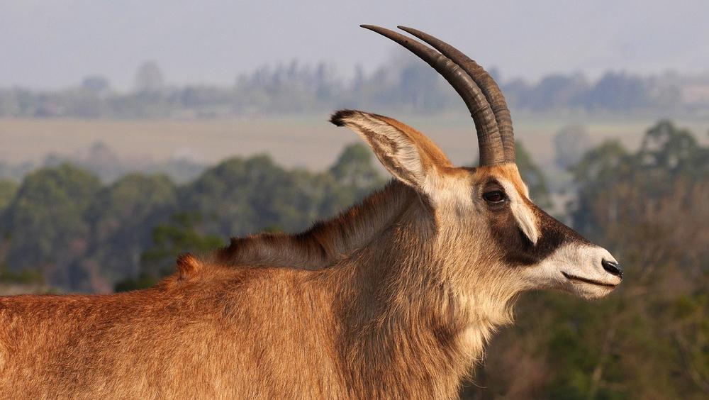 The Symbolic Meanings of Antelope Dreams