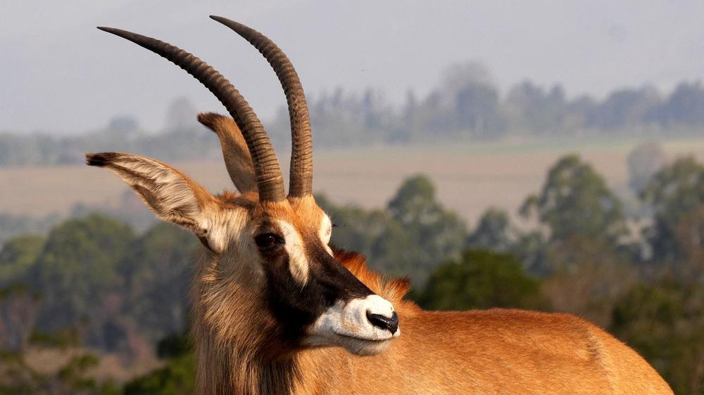 Discovering the Meaning of Antelope Dreams