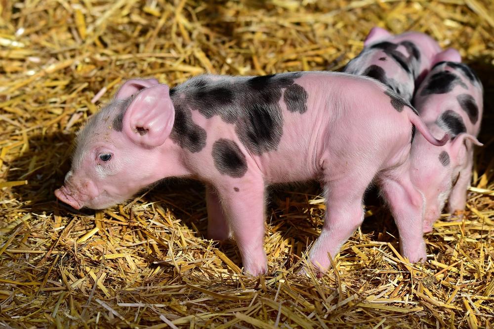 Spiritual Meaning of Dreams About Piglets