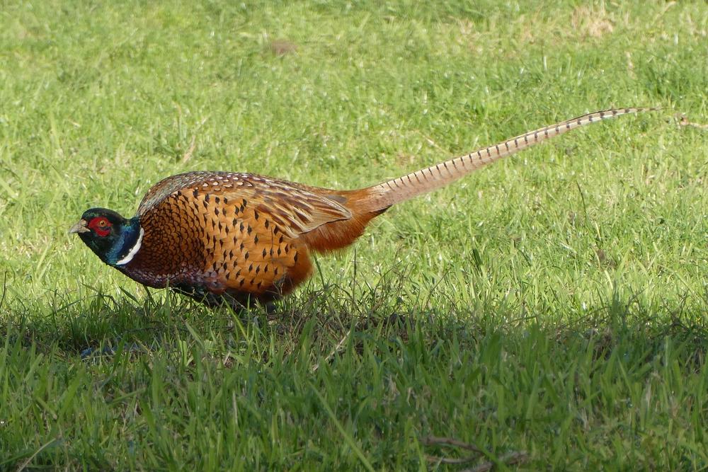 Pheasant Messengers and the Significance of Their Presence