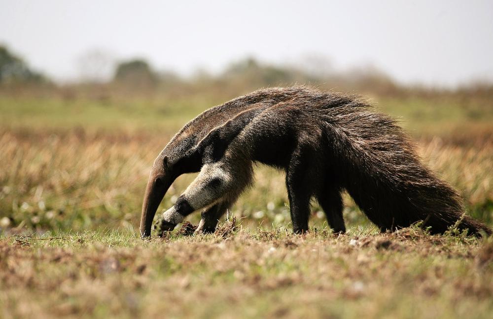 Anteater Symbolism Facts & Meaning: A Totem, Spirit & Power Animal