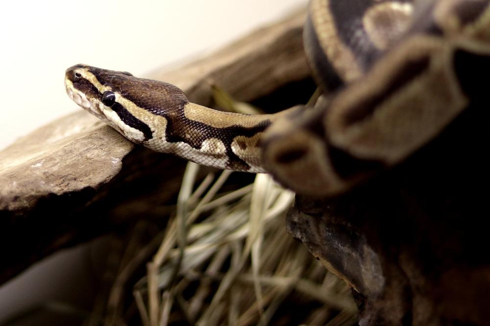 Understanding the Role of Snakes in Dream Interpretation