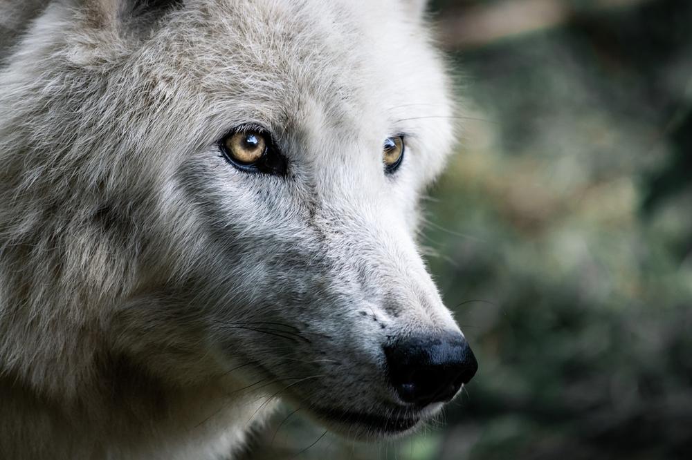 Understanding the Symbolic Meaning of Dreaming About a Wolf