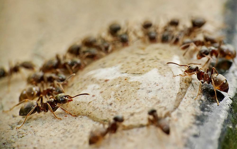 The Spiritual Meaning Behind Ants in Your Dreams