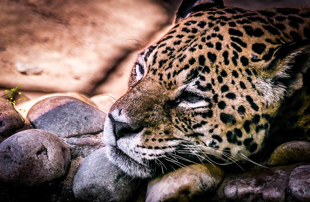 Confronting the Inevitable: Witnessing a Dead Jaguar