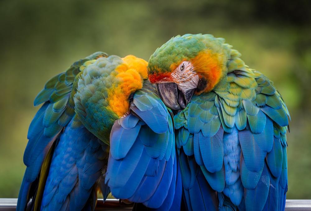 Messages and Guidance From Parrots: Interpreting Dream Meanings