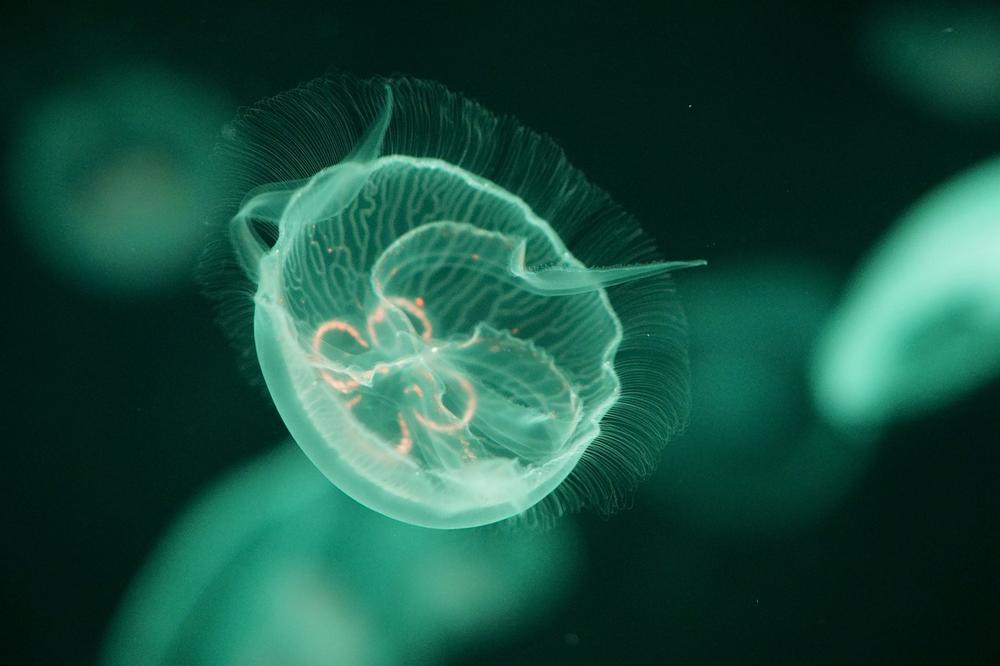 Symbolic Interpretation of Jellyfish Dreams